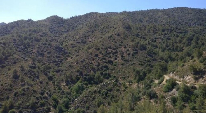 FOR SALE AGRICULTURAL LAND IN VAVATSINIA VILLAGE 