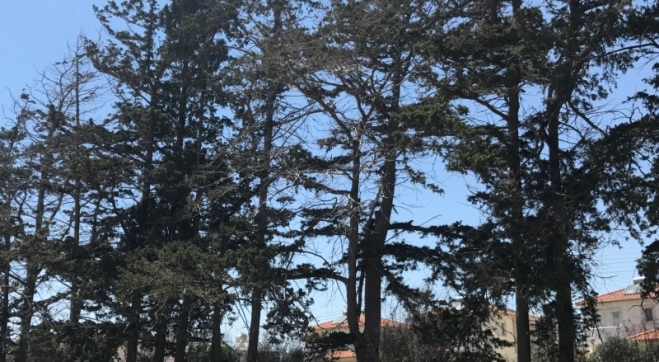 3161498800677IMG_6391
