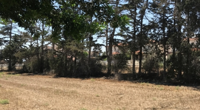 3161498800677IMG_6392