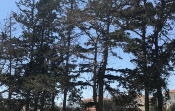 3161498800677IMG_6391