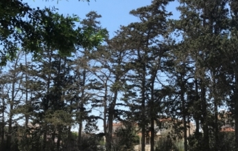 3161498800678IMG_6395